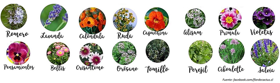 Criar mariquitas 07